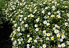 aster ageratoides polaris bocopola 04 