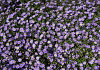 aster ageratoides pollux bocopollu 04 