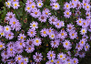 aster ageratoides pollux bocopollu 07 