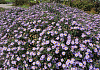 aster ageratoides sirius bocosir 03 