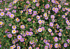 aster ageratoides bocospi   inflorescences