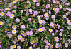 aster ageratoides bocospi 04 