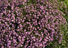 aster ageratoides spica bocospi 09 