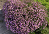 aster ageratoides spica bocospi 10 