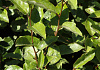 elaeagnus ebbingei green glory bokraglory 0501 01 11 