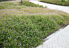 geranium wallichianum joy bokoalsbl 15 