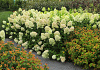 hydrangea paniculata cocktail bokraflame 12 