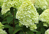 hydrangea paniculata cocktail bokraflame 14 