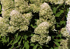 hydrangea paniculata bokralims lime sparkle 01 uitsnede   kopie