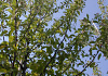 malus hupehensis arie mauritz 02