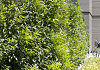 prunus laurocerasus green discovery bokraschalk 42 