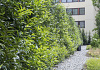 prunus laurocerasus green discovery bokraschalk 45 