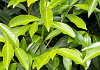 prunus laurocerasus green discovery bokraschalk 47 
