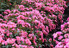 rosa giro d italia bokraruigi 15 