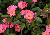 rosa giro d italia bokraruigi 26 