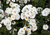 rosa spinnaker bokraruisp 15 