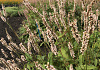 persicaria amplexicaulis 2102 01 04 