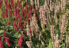 persicaria amplexicaulis unicorn bococorn 15 met bonfire bokrafire 