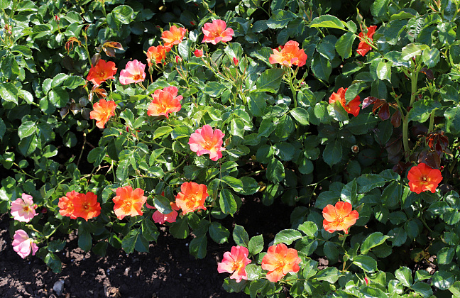 rosa vuelta a espa a boruiora 21 